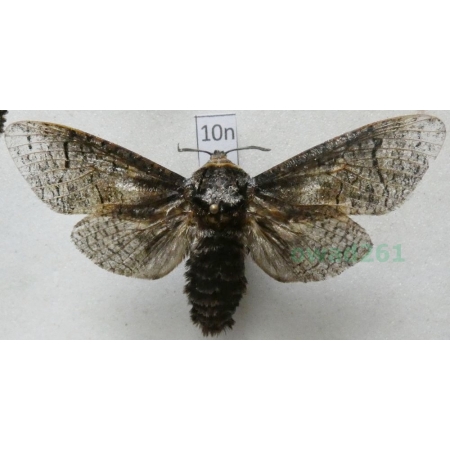 Cossus cossus (Linnaeus, 1758) female Trociniarka czerwica Poland10n